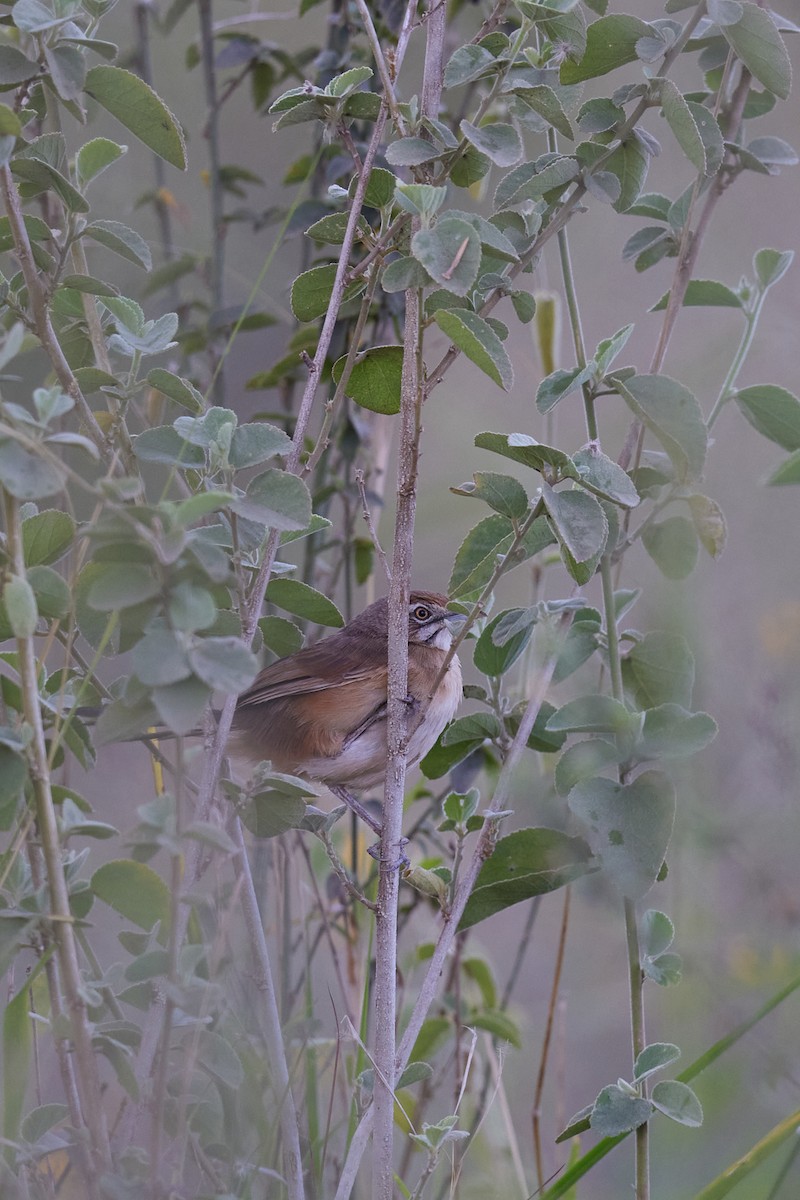 Moustached Grass-Warbler - ML642577345
