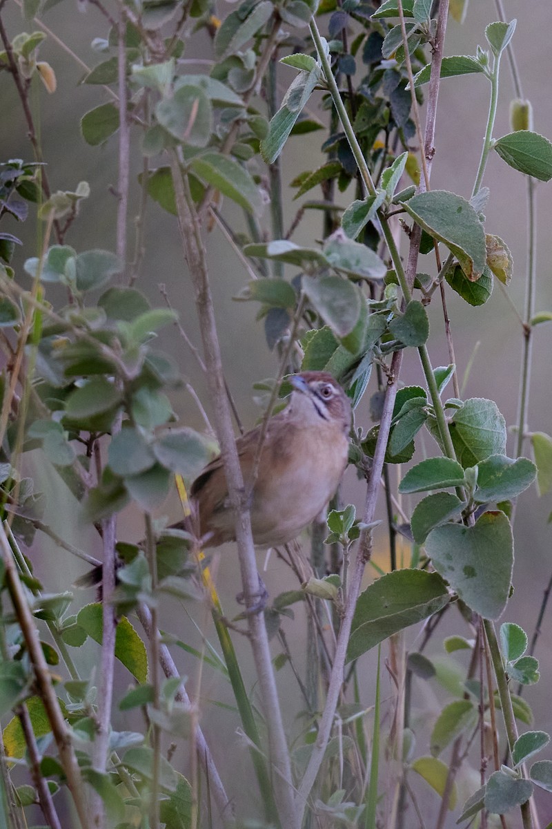 Moustached Grass-Warbler - ML642577346
