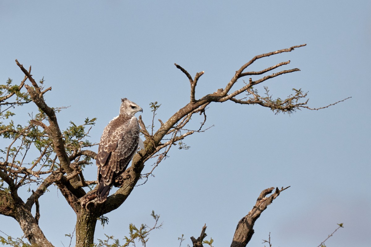 Martial Eagle - ML642577352