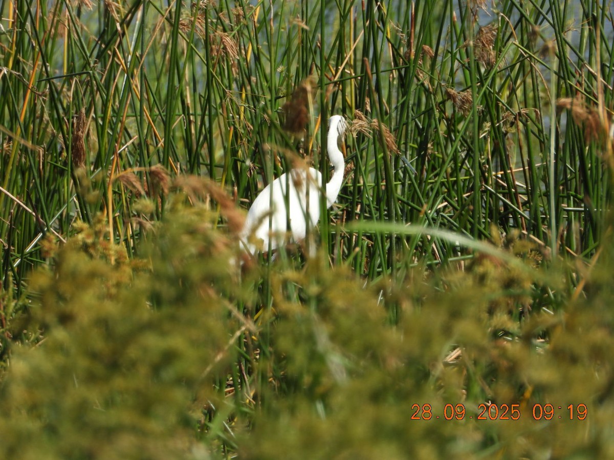 Great Egret - ML642577357