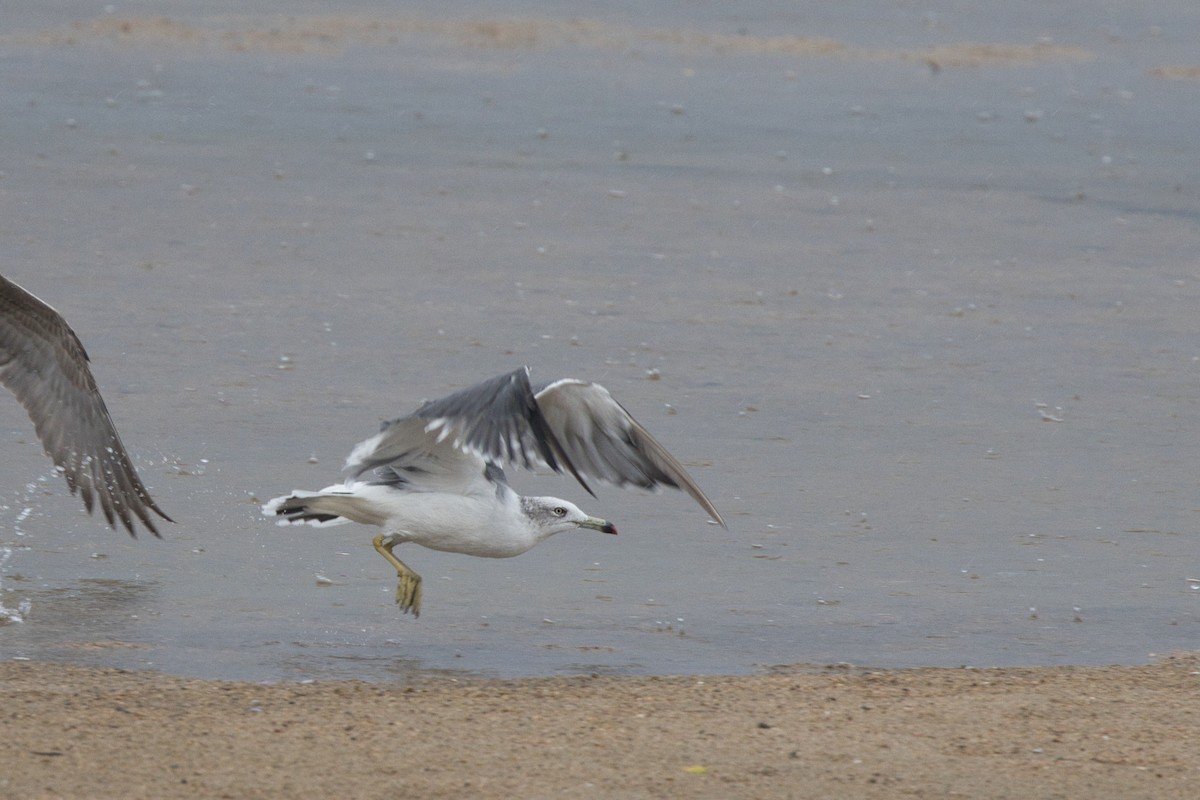 Хар сүүлт цахлай - ML642577359