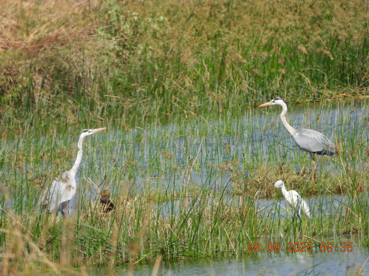 Gray Heron - ML642577371