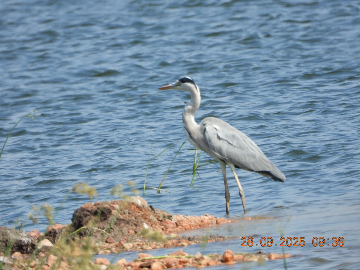 Gray Heron - ML642577372