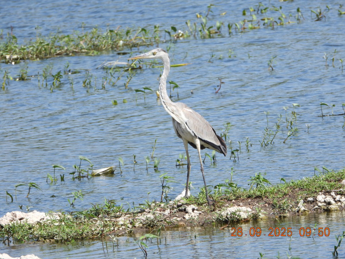 Gray Heron - ML642577373