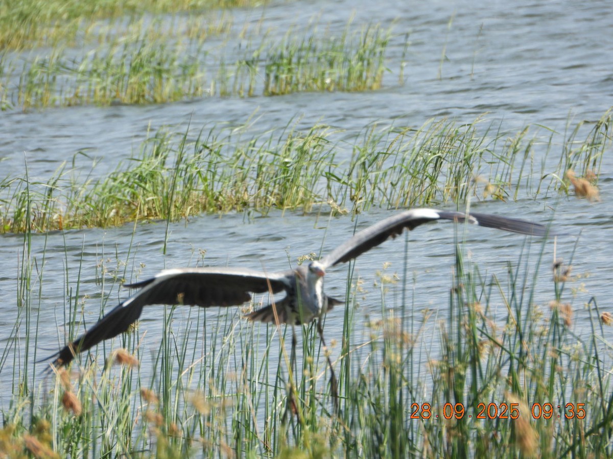 Gray Heron - ML642577374