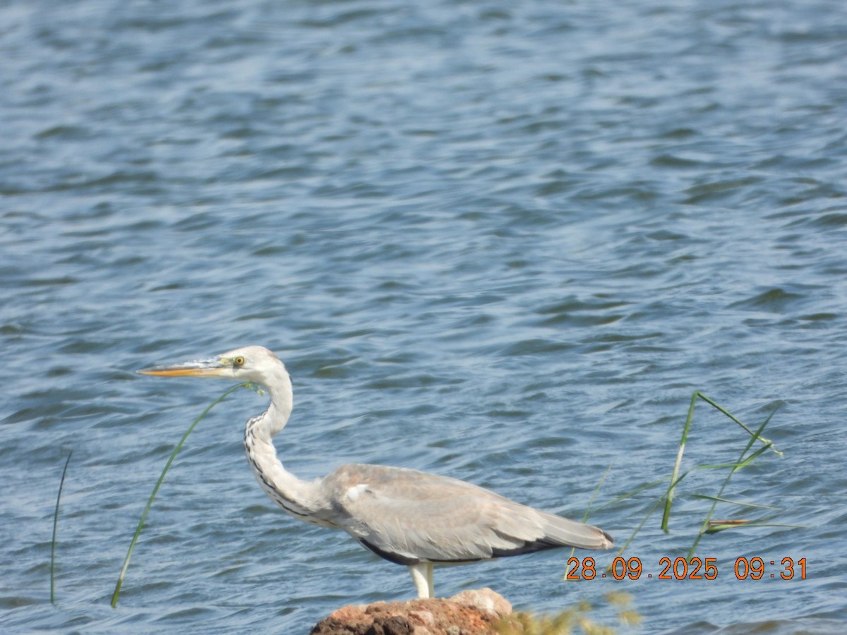 Gray Heron - ML642577375