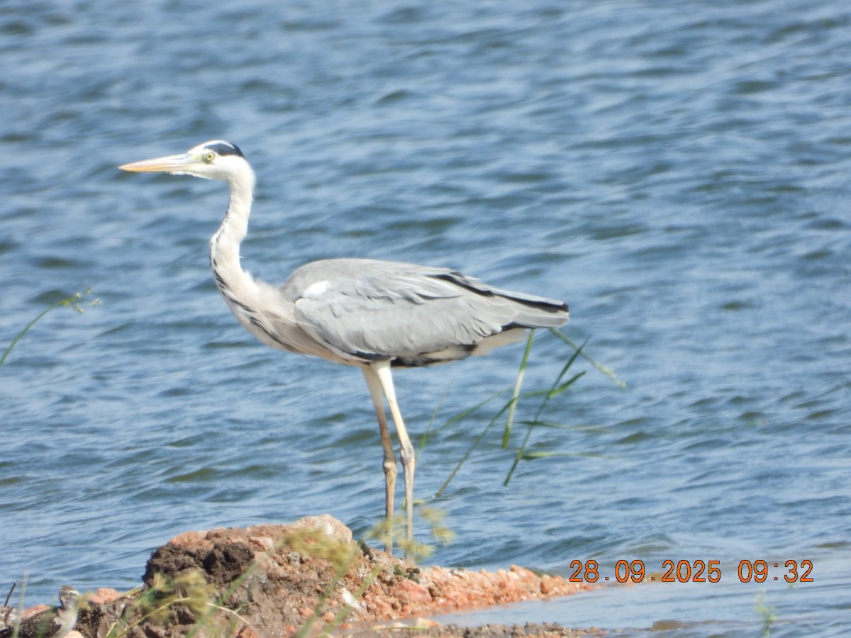 Gray Heron - ML642577376