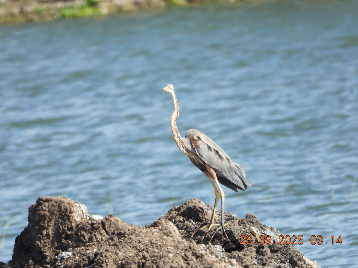 Purple Heron - ML642577377