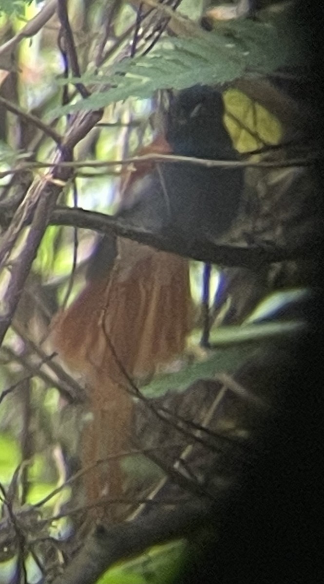 lejskovec africký - ML642577384