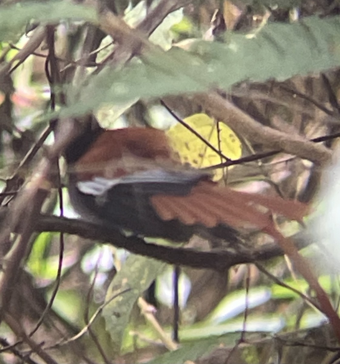 lejskovec africký - ML642577385