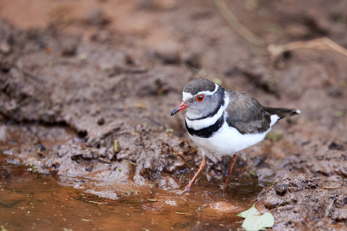 Three-banded Plover - ML642577395