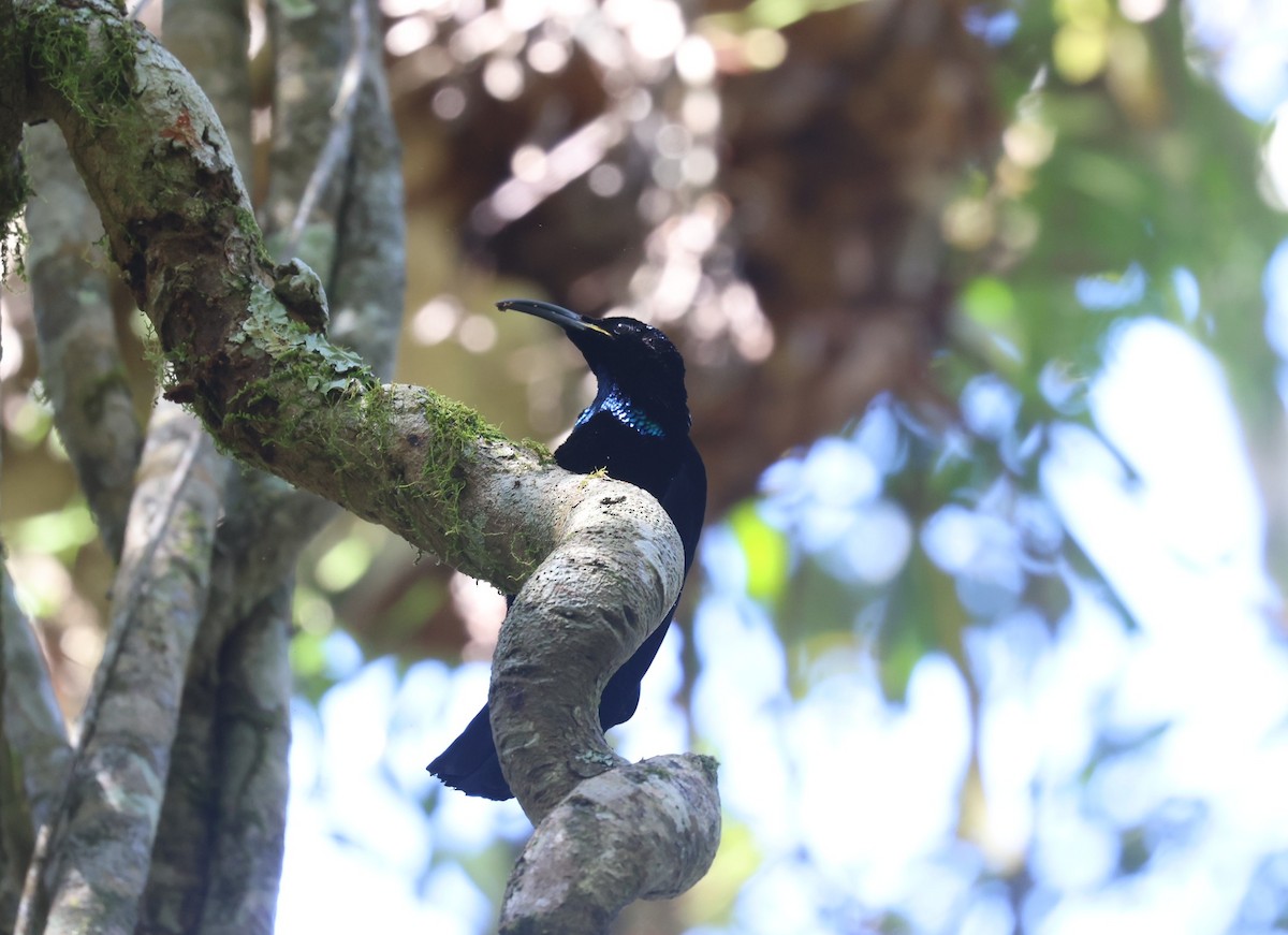 Paradise Riflebird - ML642577402