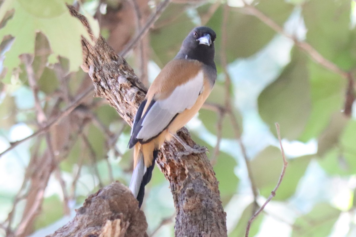Rufous Treepie - ML642577411