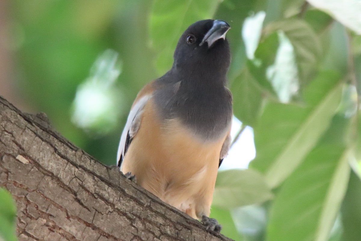 Rufous Treepie - ML642577412