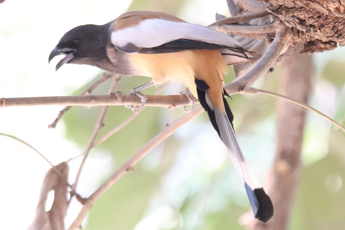 Rufous Treepie - ML642577413