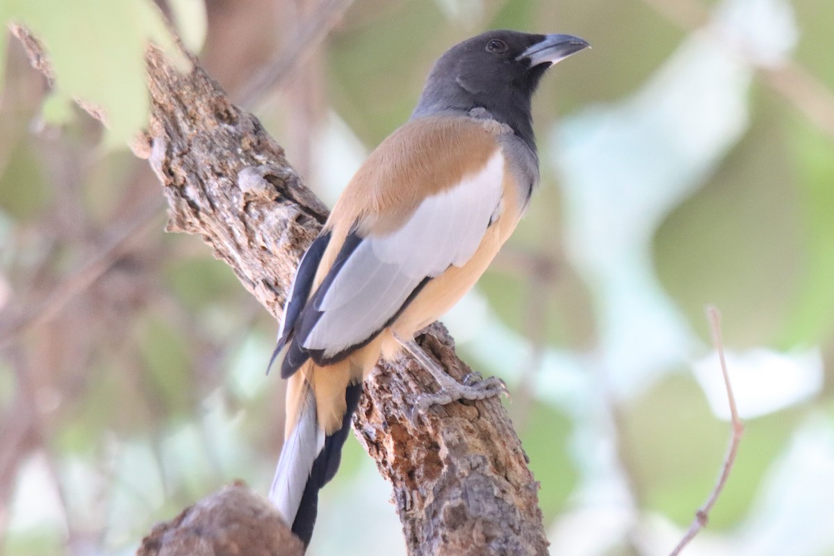 Rufous Treepie - ML642577415