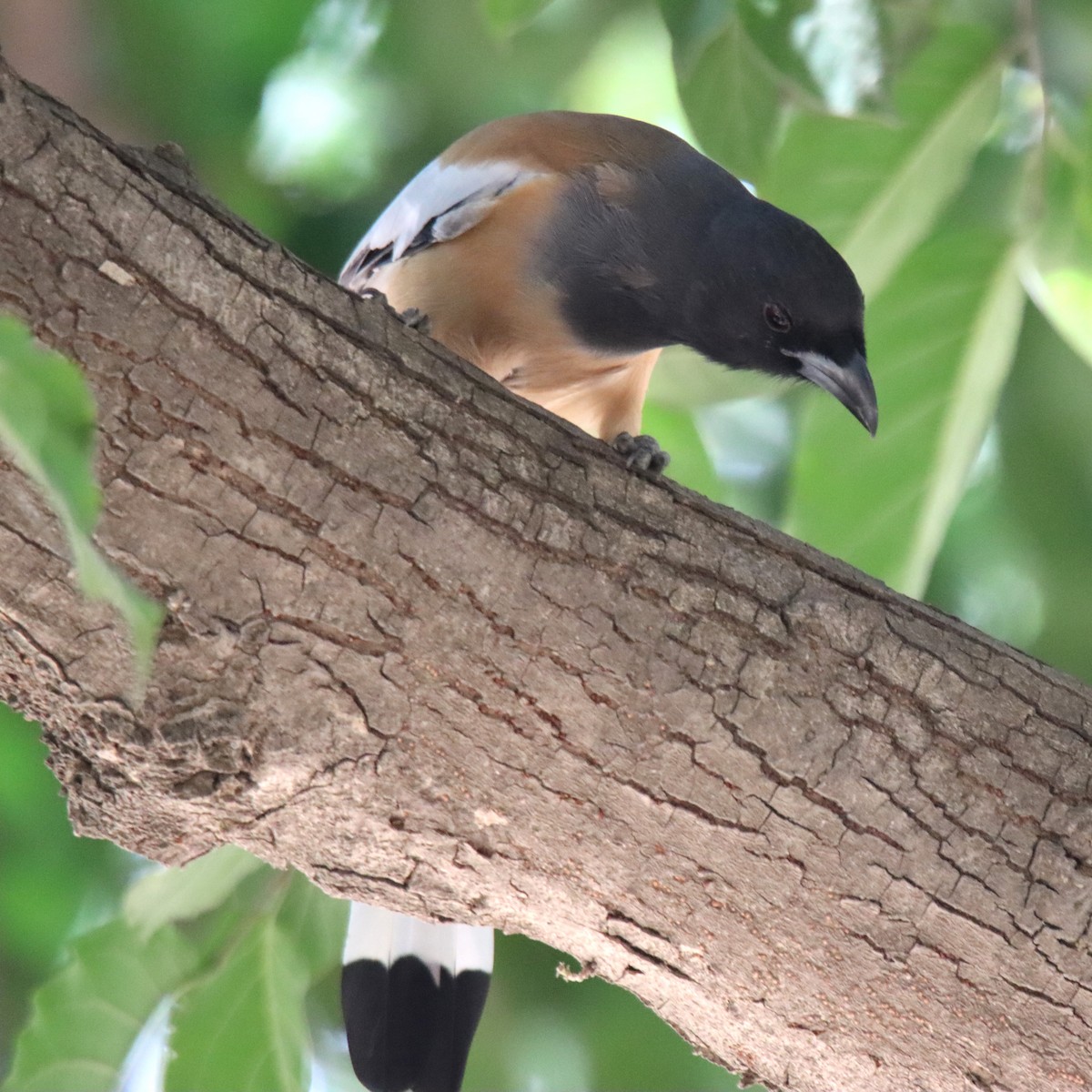 Rufous Treepie - ML642577416