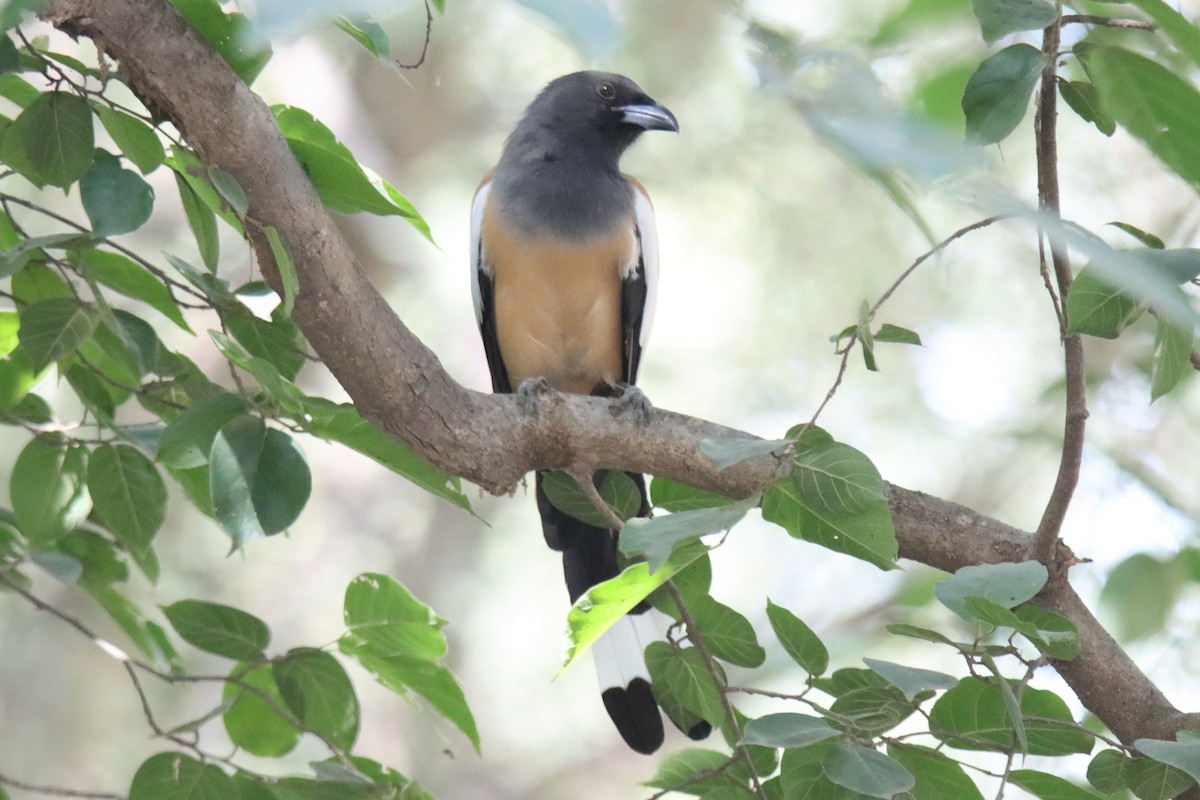 Rufous Treepie - ML642577417