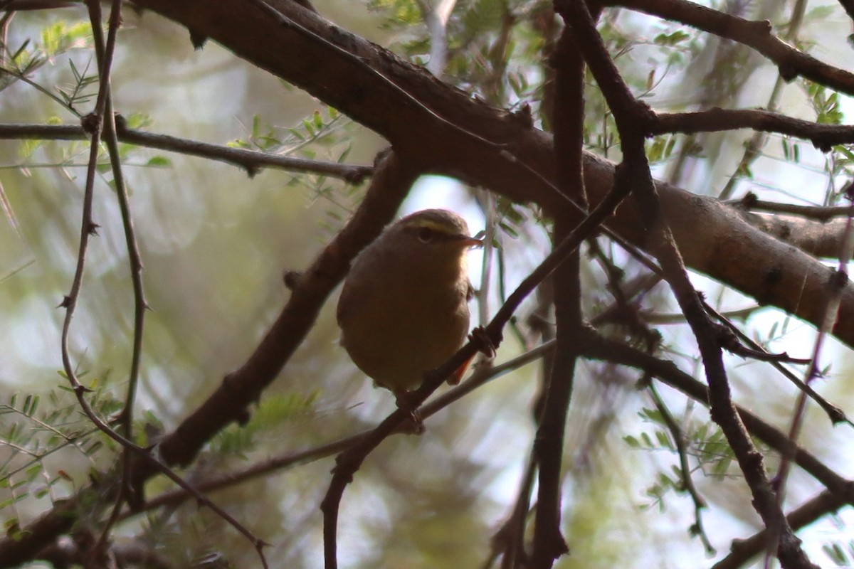 Sulphur-bellied Warbler - ML642577426