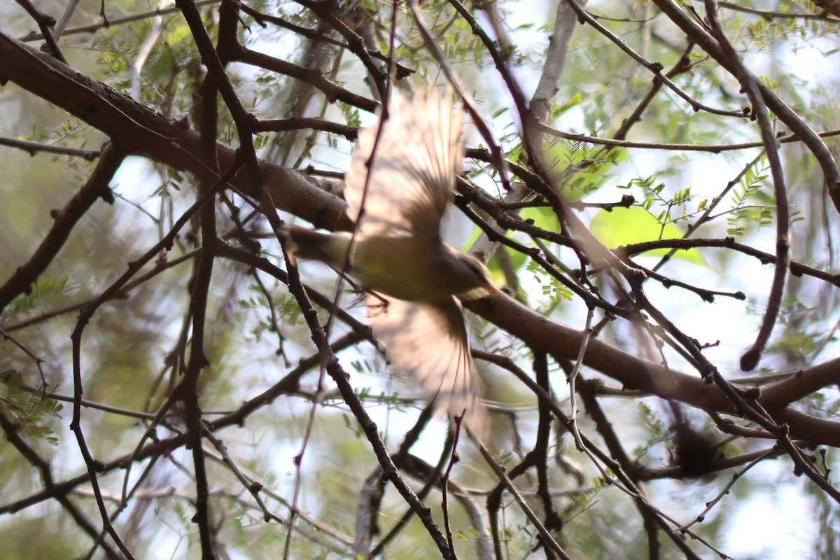 Sulphur-bellied Warbler - ML642577427