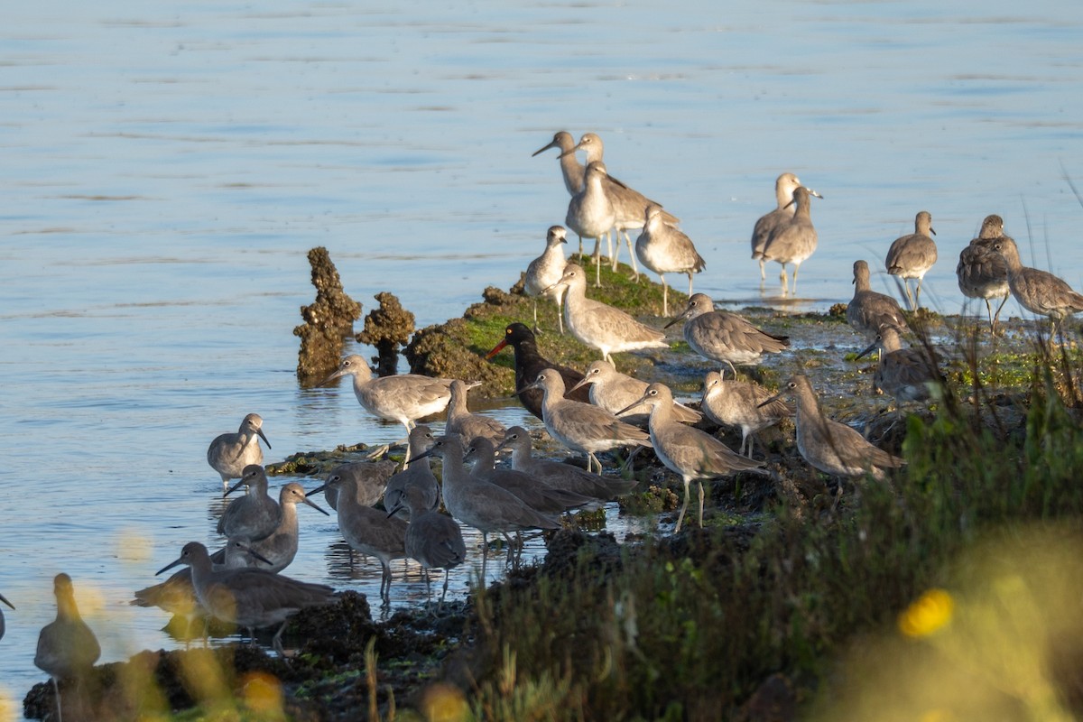 Black Oystercatcher - ML642577444