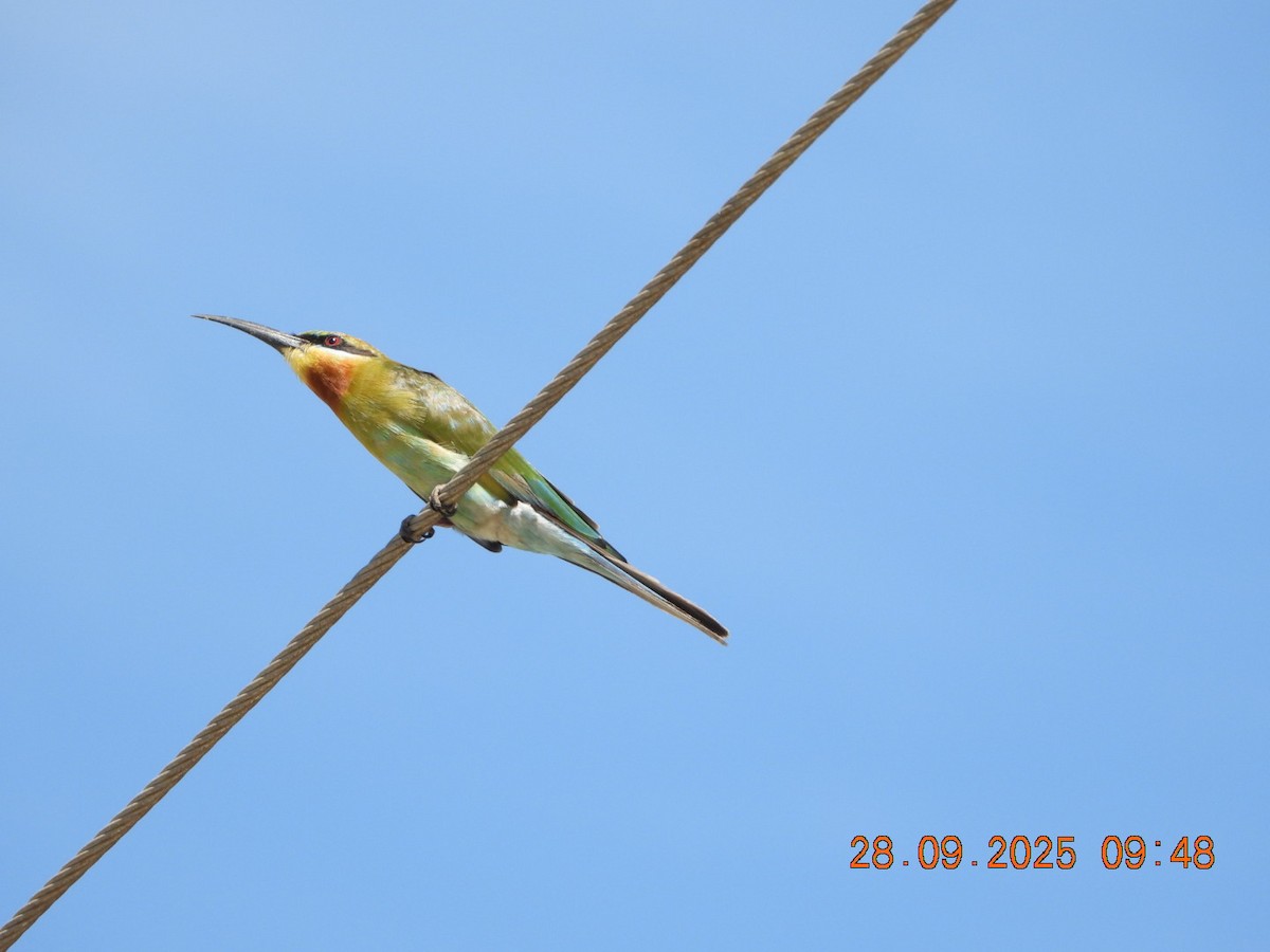 Blue-tailed Bee-eater - ML642577445