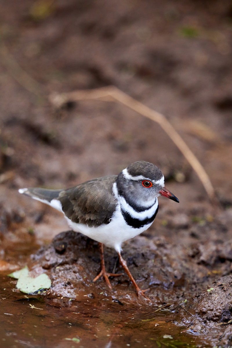 Three-banded Plover - ML642577452