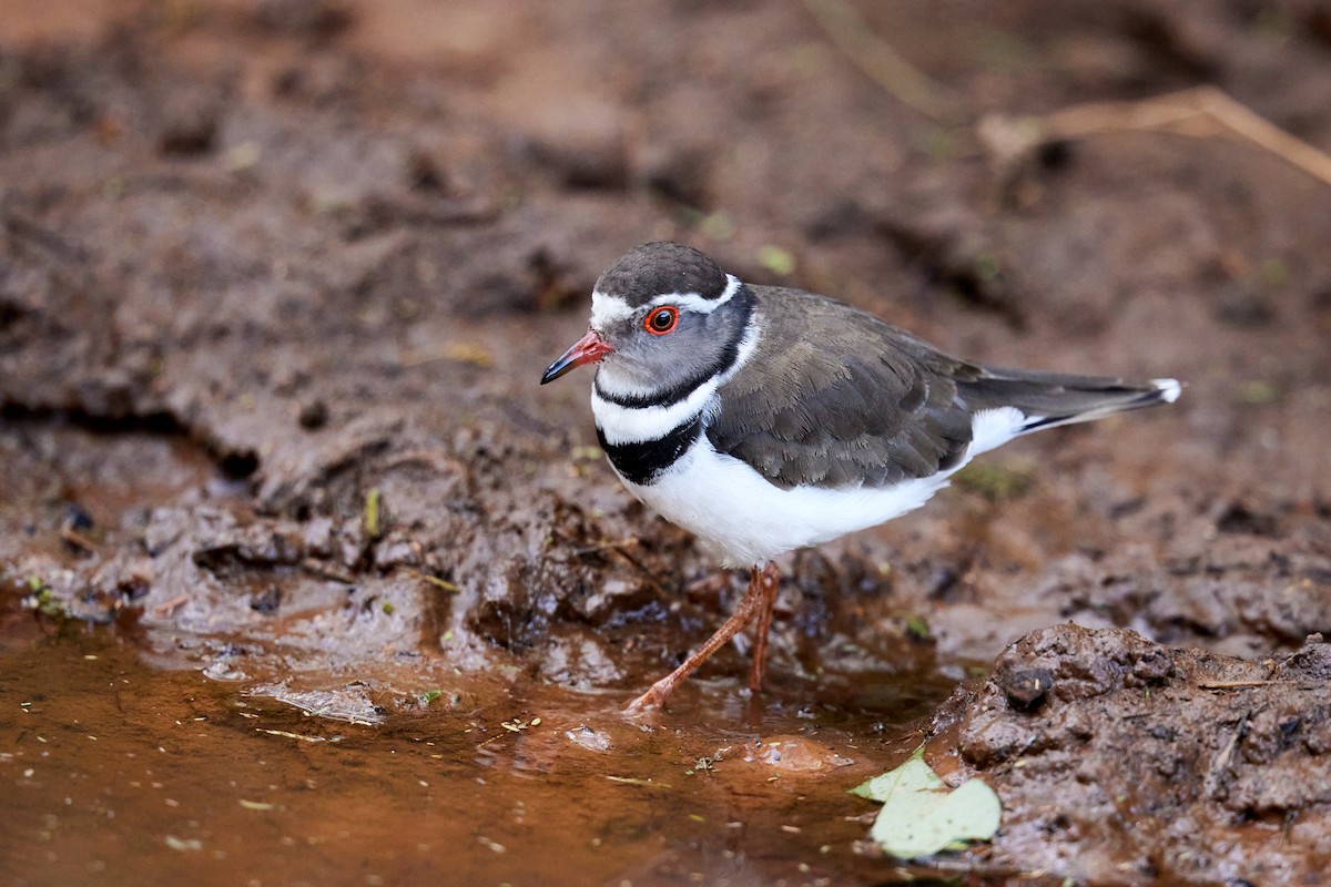 Three-banded Plover - ML642577453