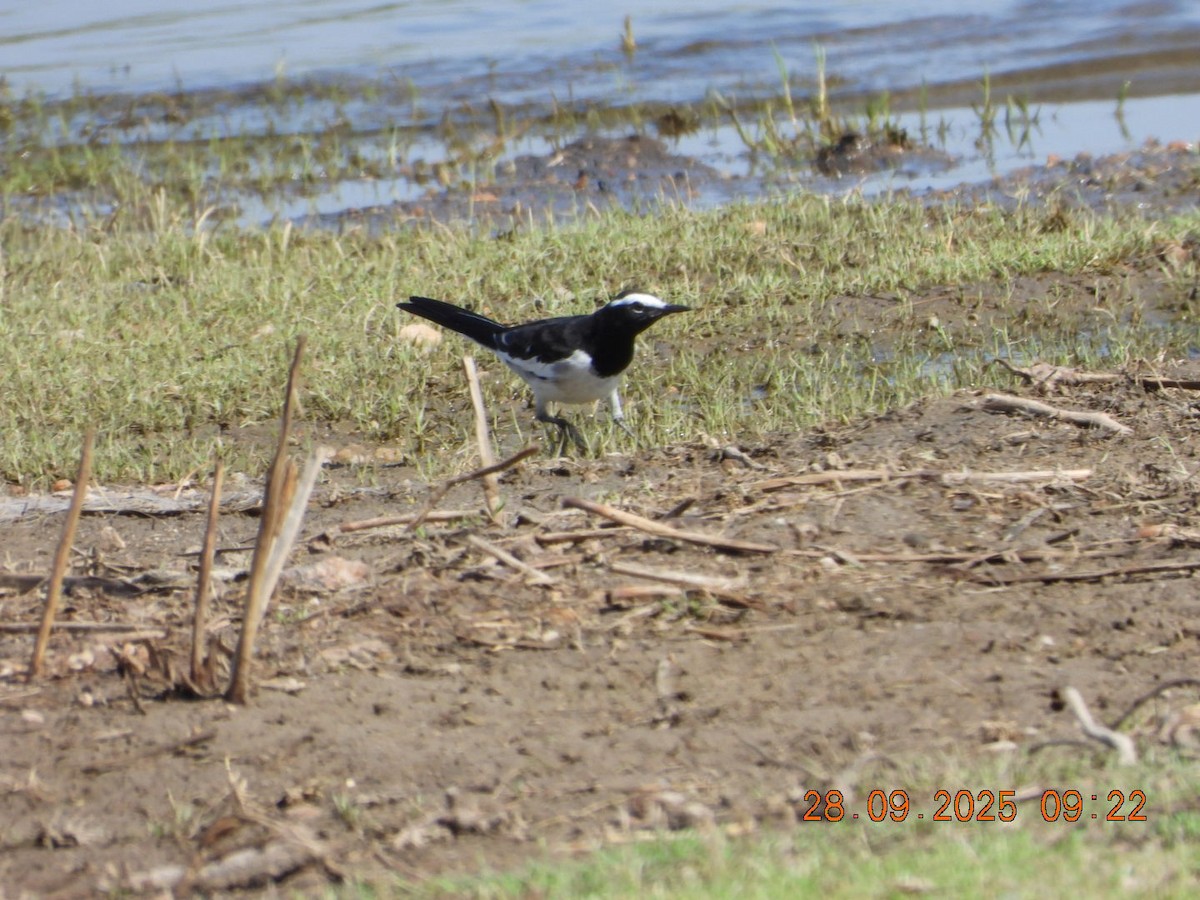 White-browed Wagtail - ML642577461
