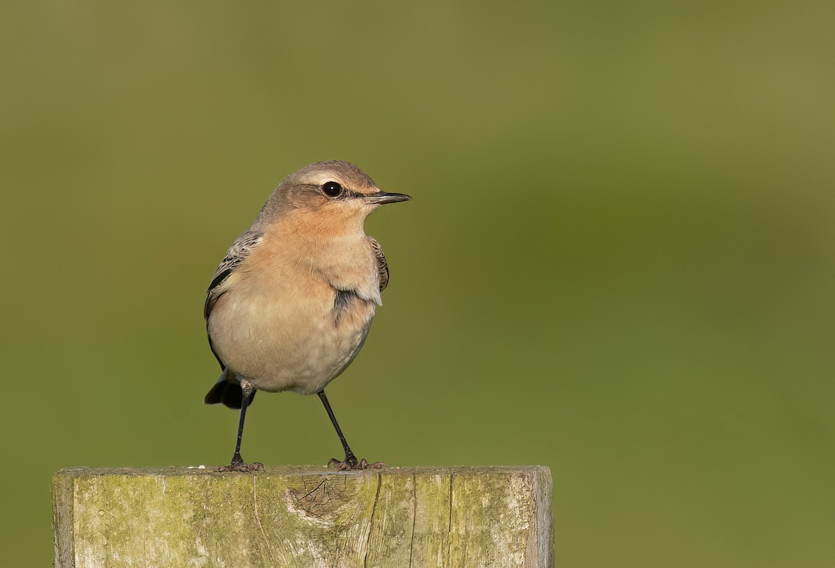 bělořit šedý - ML642577465