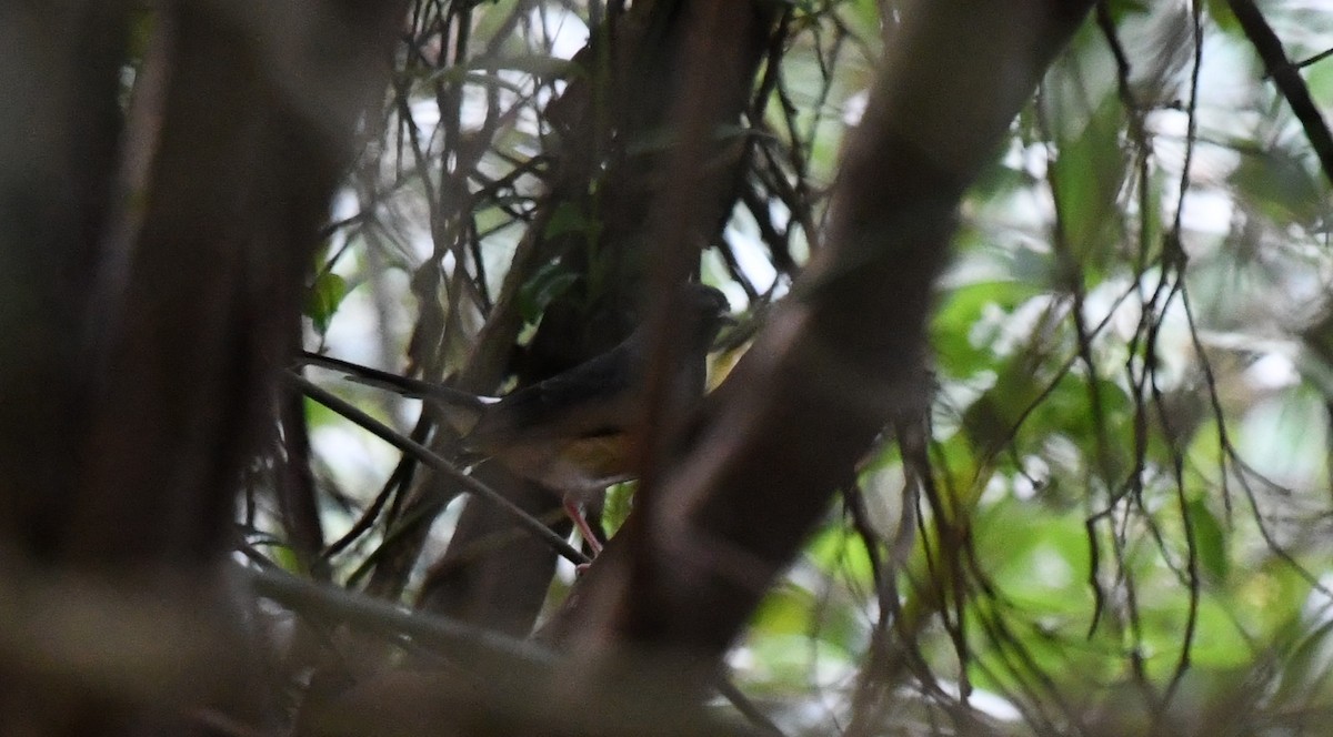 White-rumped Shama - ML642577466