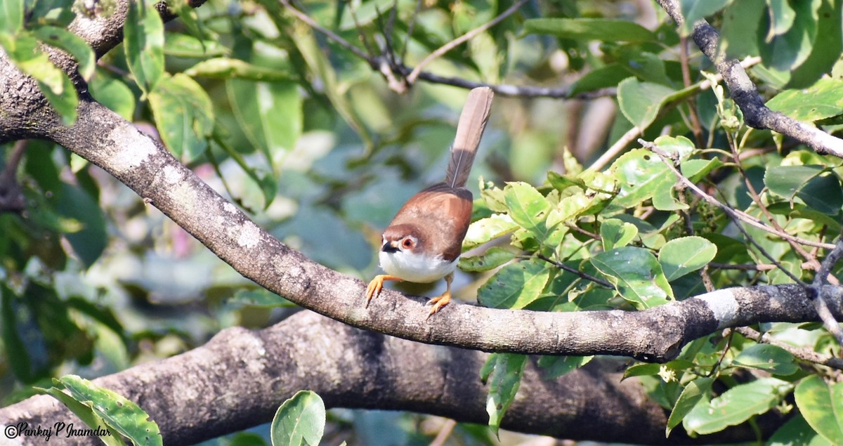 Yellow-eyed Babbler - ML642577470