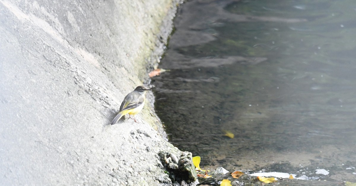 Gray Wagtail - ML642577471