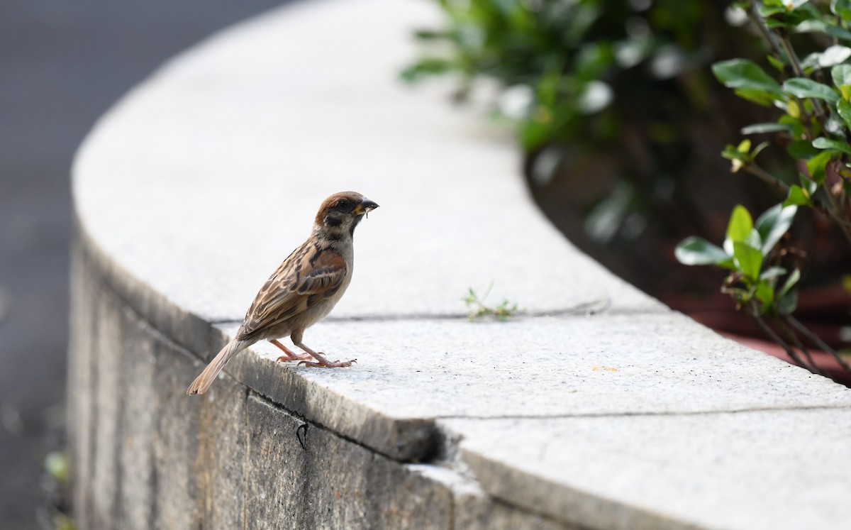 Eurasian Tree Sparrow - ML642577487