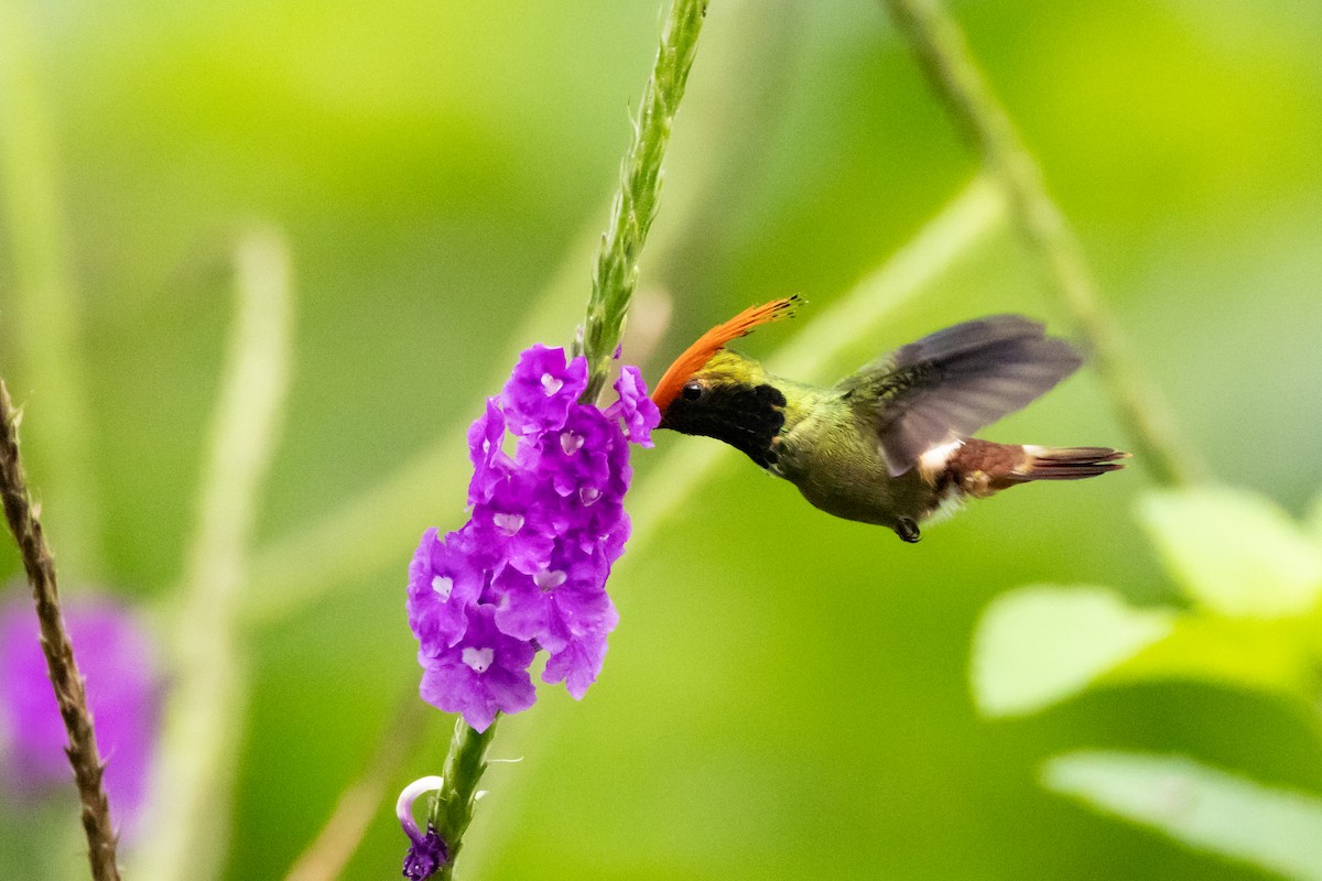 Rufous-crested Coquette - ML642577488