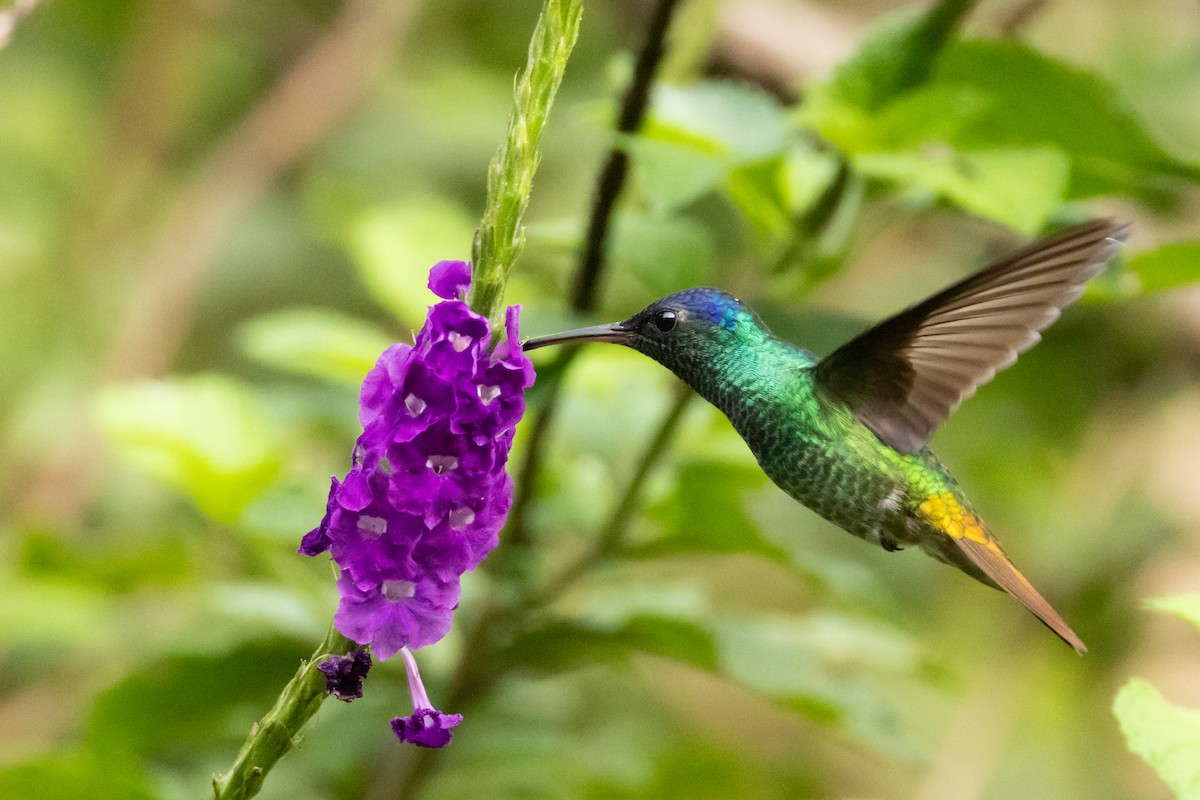 Golden-tailed Sapphire - ML642577490
