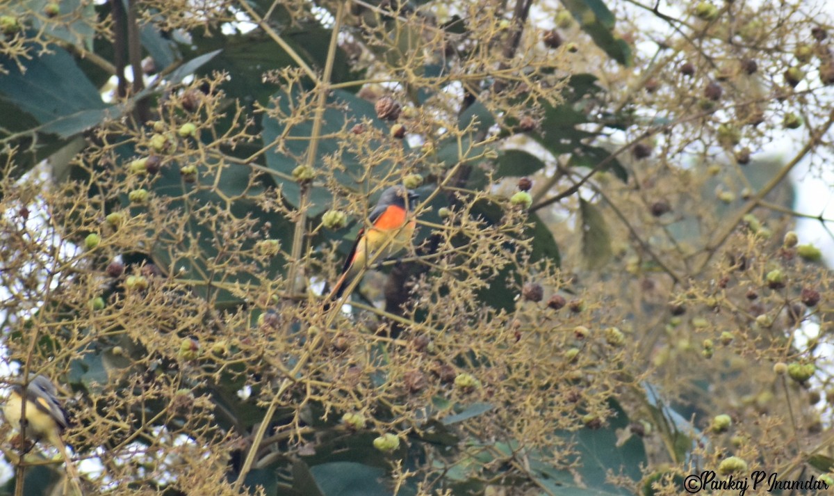 Zwergmennigvogel - ML642577494