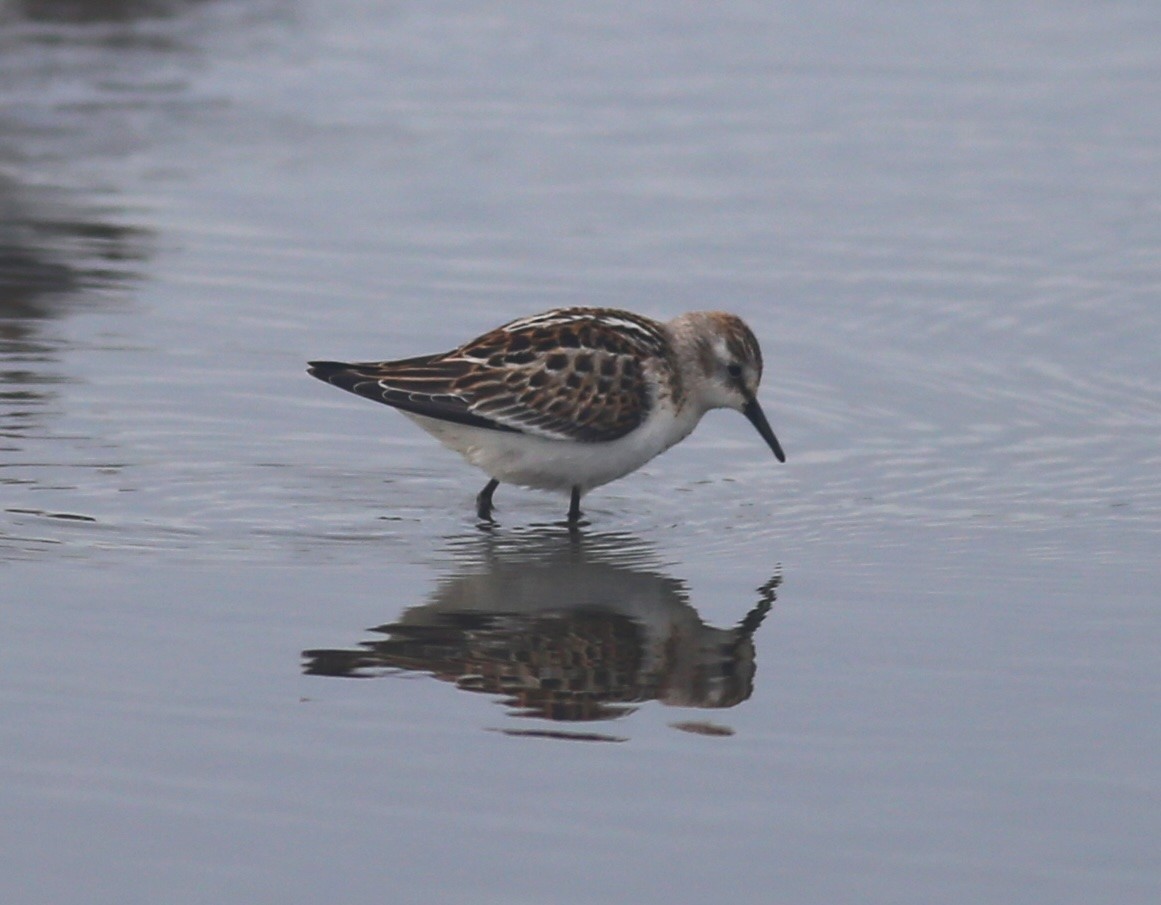 Одой элсэг - ML642577501