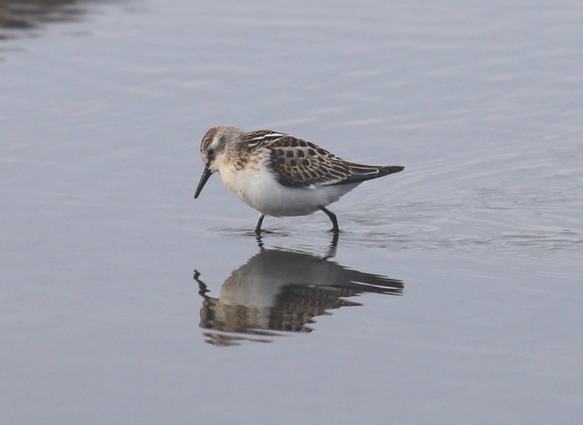 Одой элсэг - ML642577502