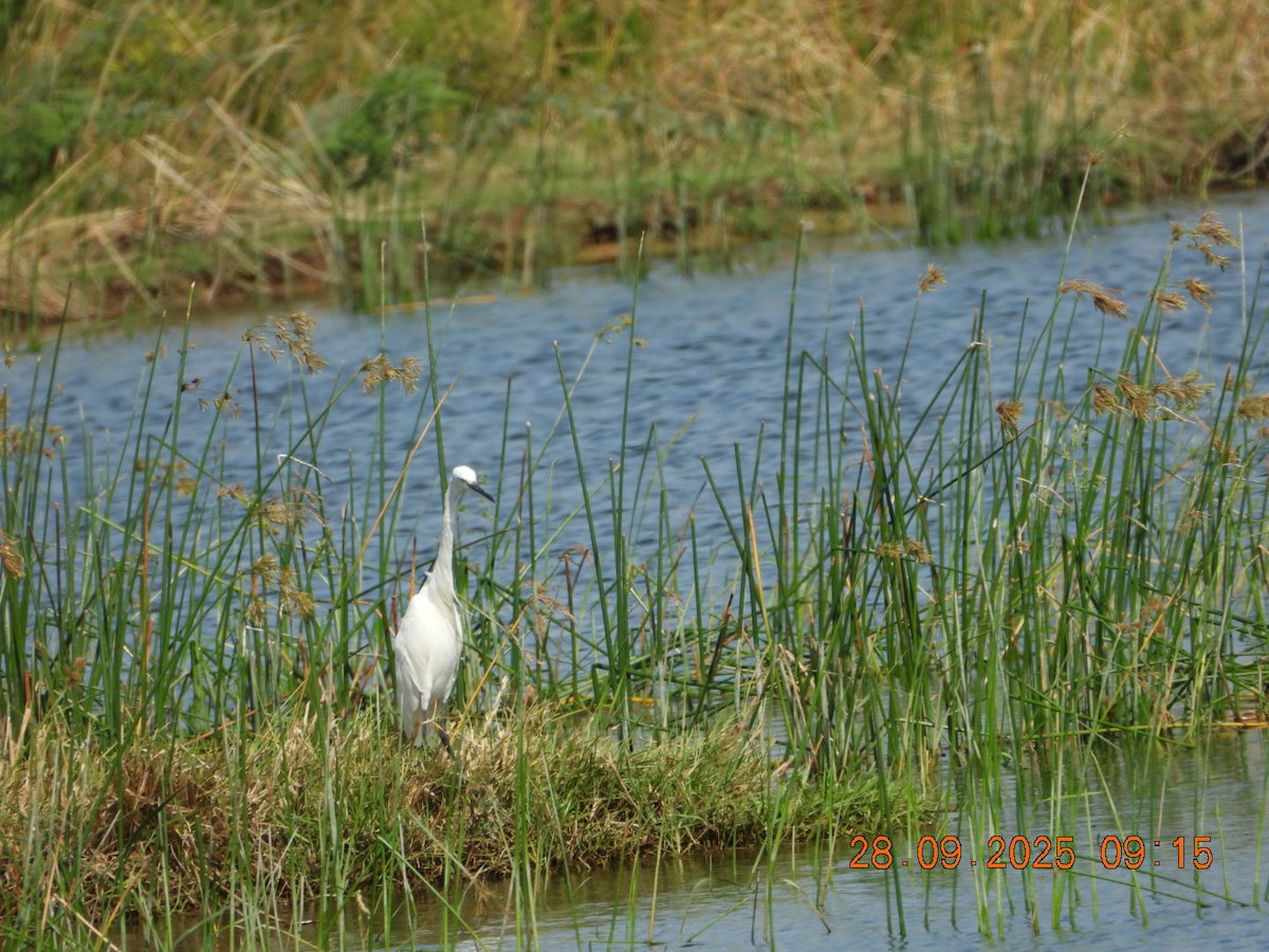 Little Egret - ML642577512