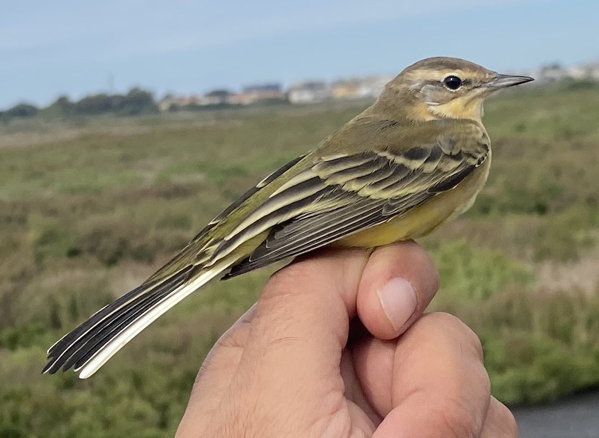 Өрнийн шар цэгцгий - ML642577520