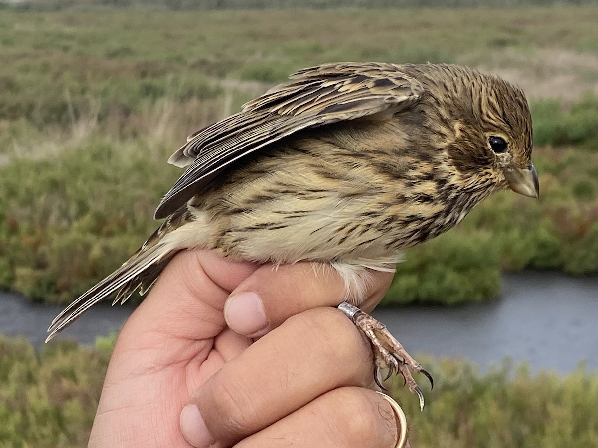 Corn Bunting - ML642577522