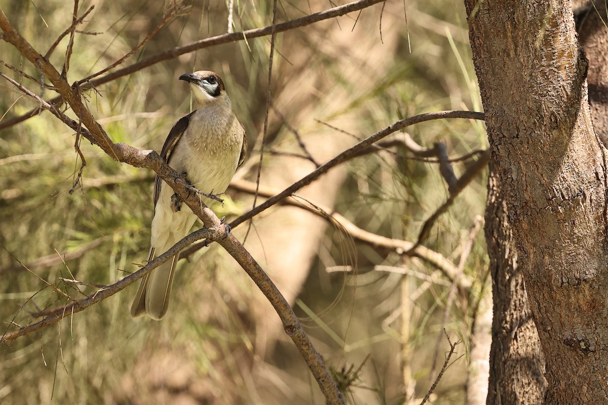 Glattstirn-Lederkopf - ML642577548