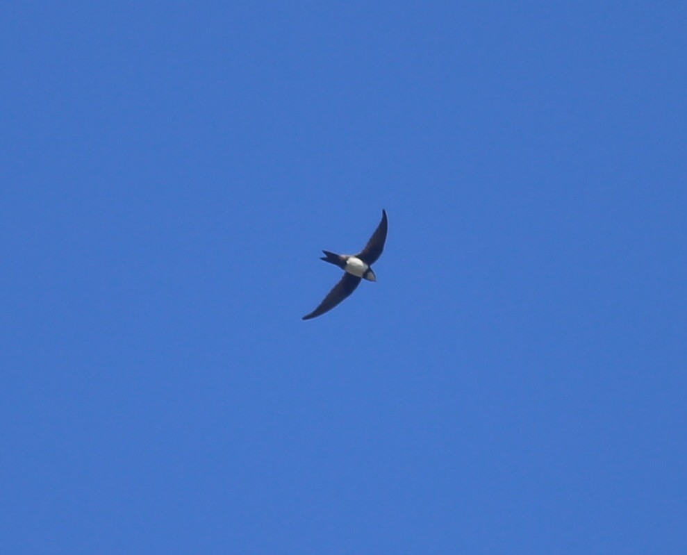 Alpine Swift - ML642577550