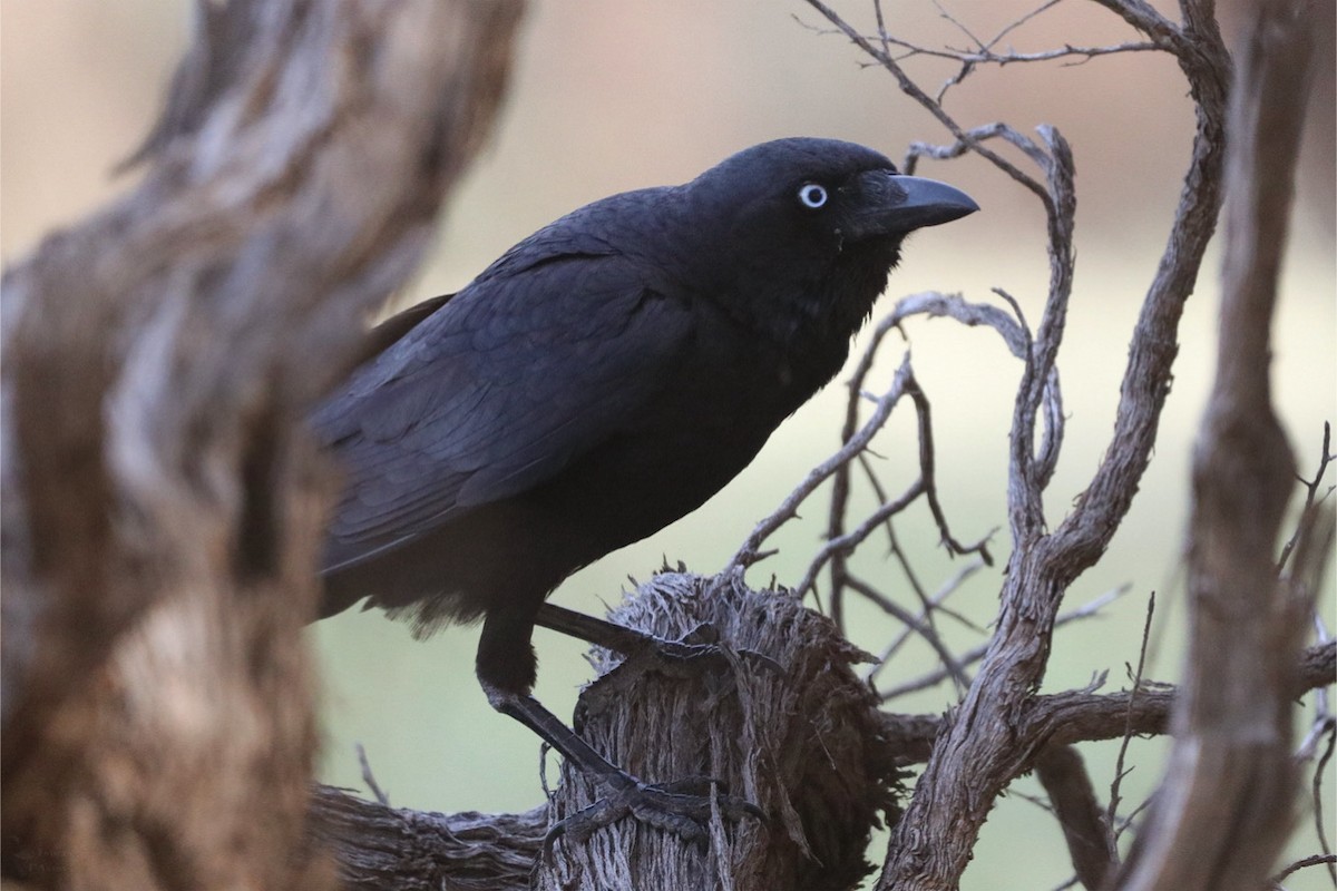 mulgakråke - ML642577552