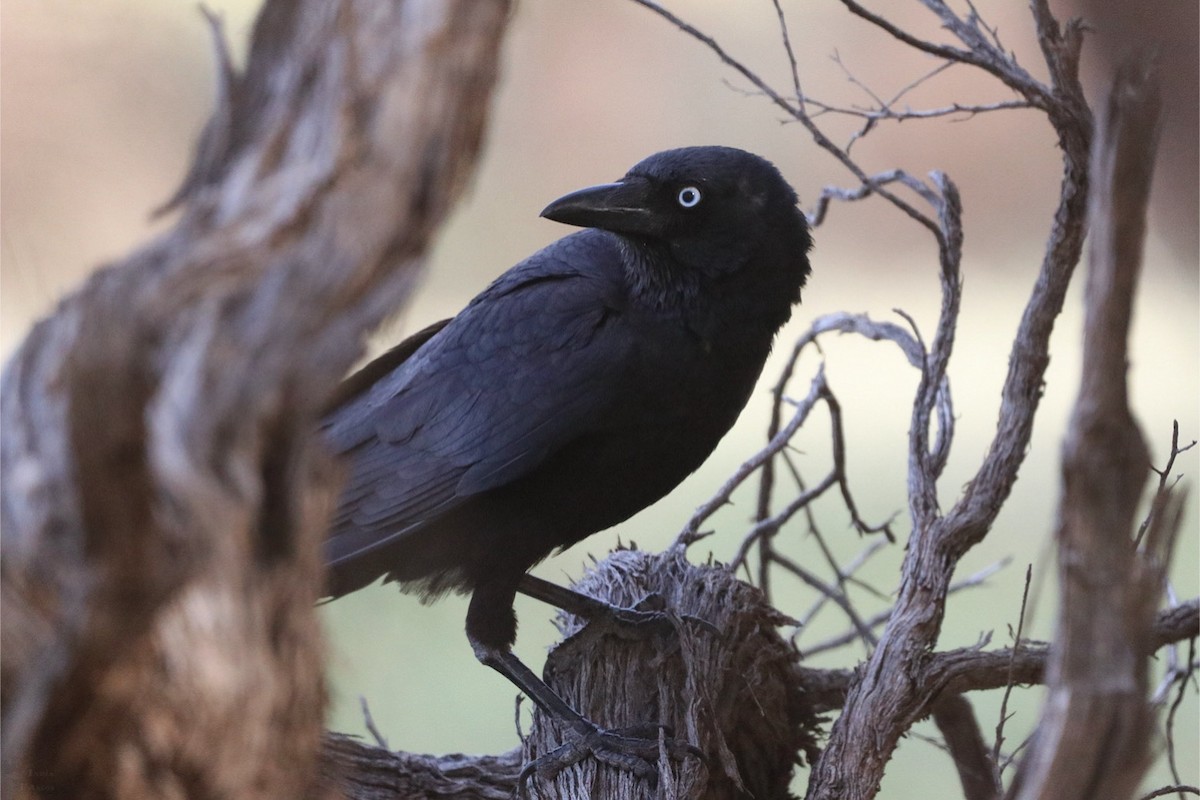 mulgakråke - ML642577558