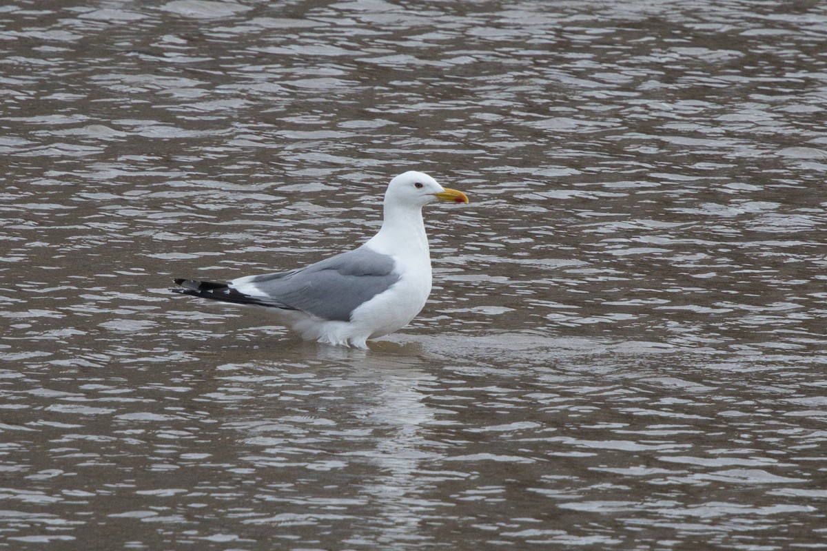 Vega Gull - ML642577610