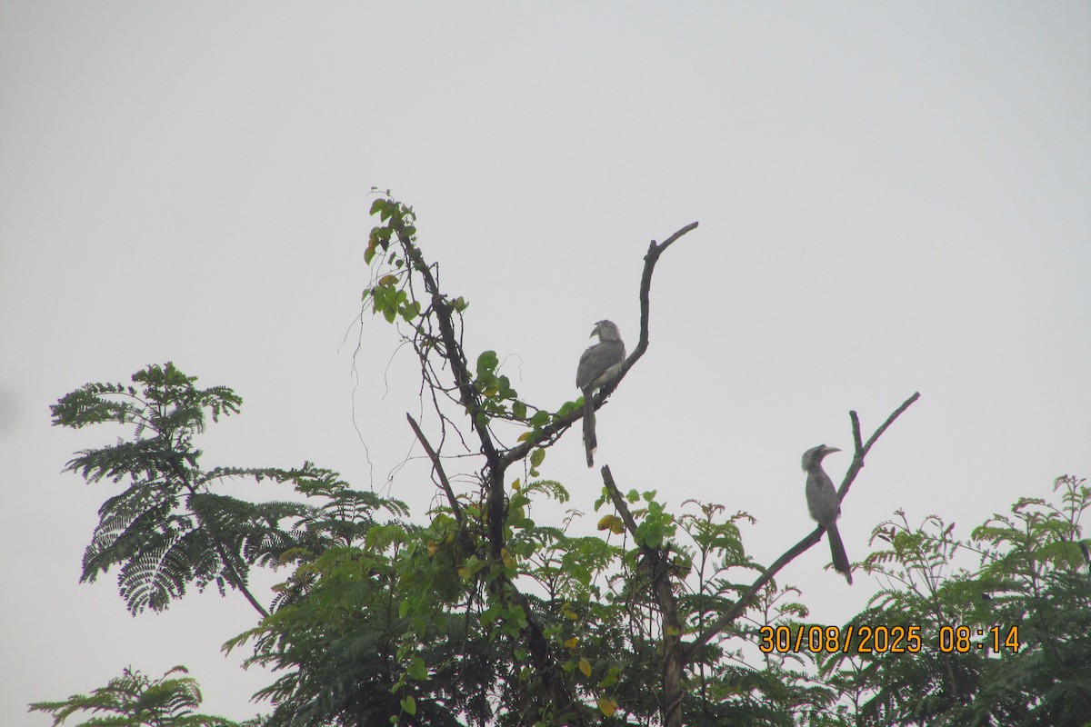 Indian Gray Hornbill - ML642577634