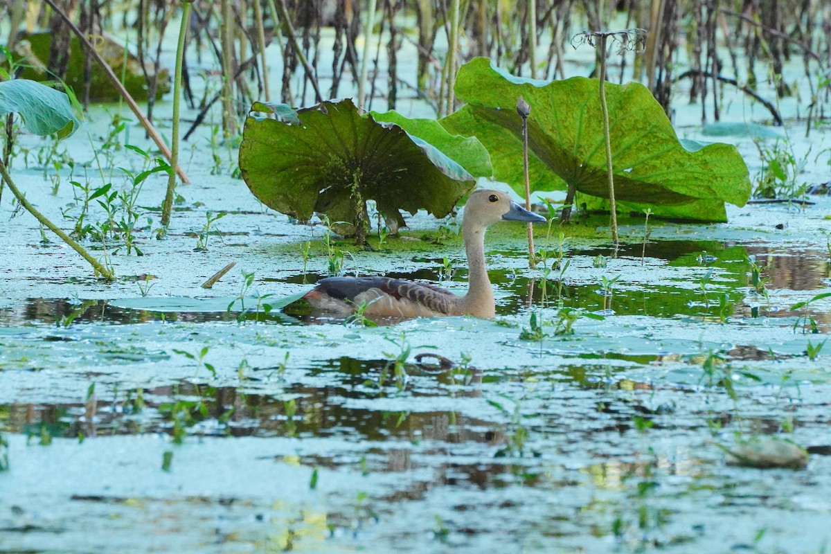 Lesser Whistling-Duck - ML642577658