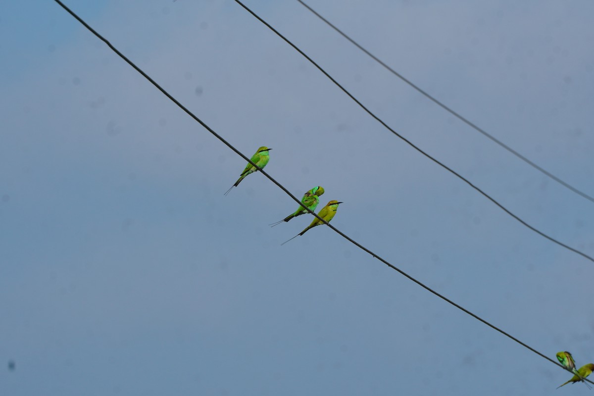 Asian Green Bee-eater - ML642577660